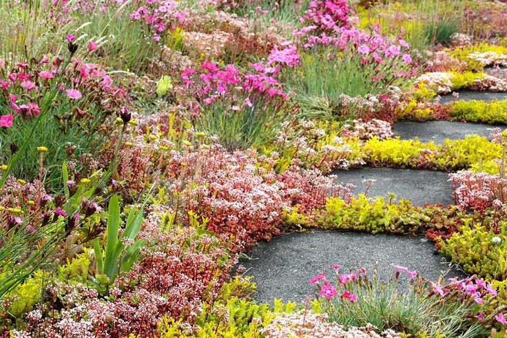 a garden filled with lots of different types of flowers and plants growing on top of each other