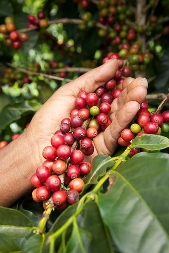 coffee beans being picked from a tree with the caption coffee is a brew drink prepared from roasted coffee beans