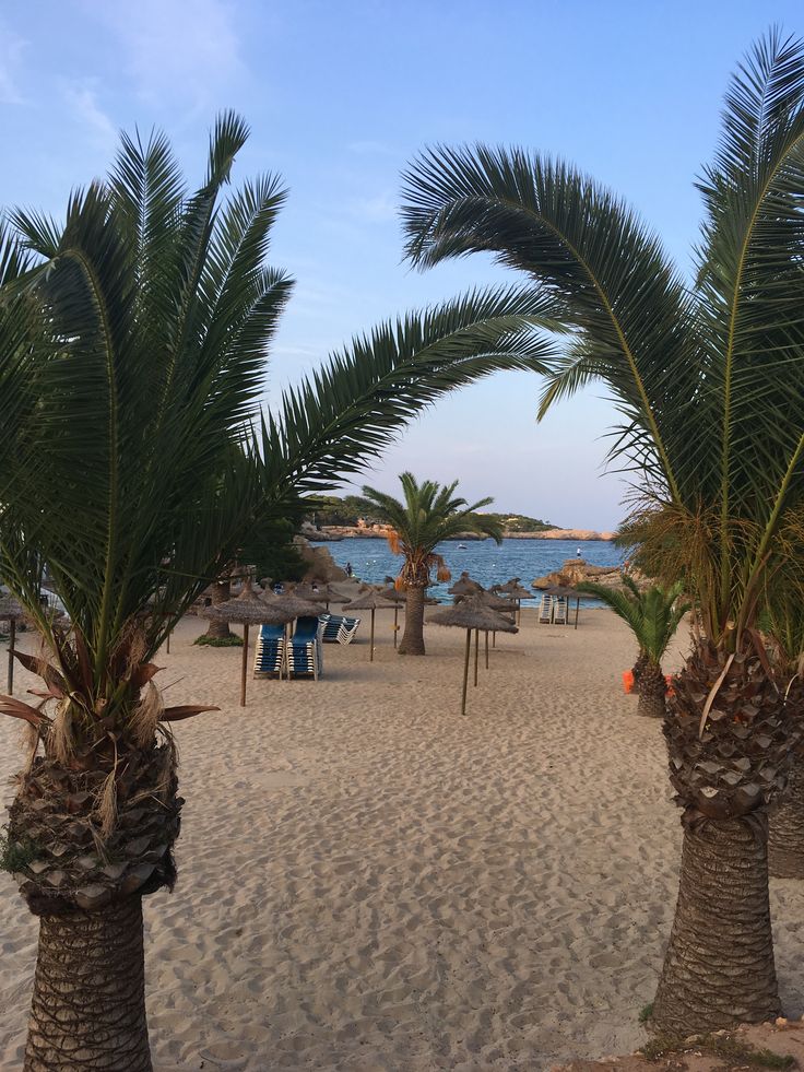 two palm trees on the beach with chairs and umbrellas in the sand behind them