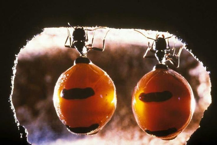 two oranges hanging from hooks in front of a black background with water droplets on them