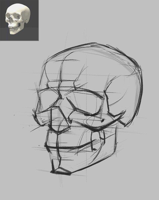 a drawing of a human skull on a gray background with an image of the head