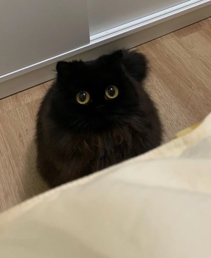 a black cat sitting on top of a wooden floor next to a white wall and door