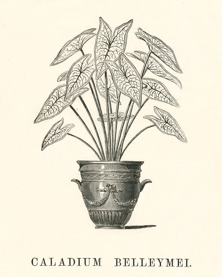 an antique illustration of a potted plant with leaves