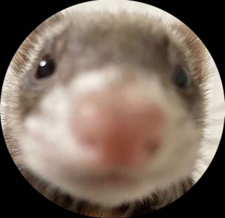 an animal's nose is shown in the middle of a circular photo with it's mouth wide open