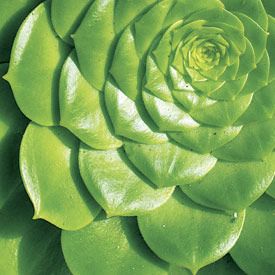 a close up view of a green plant