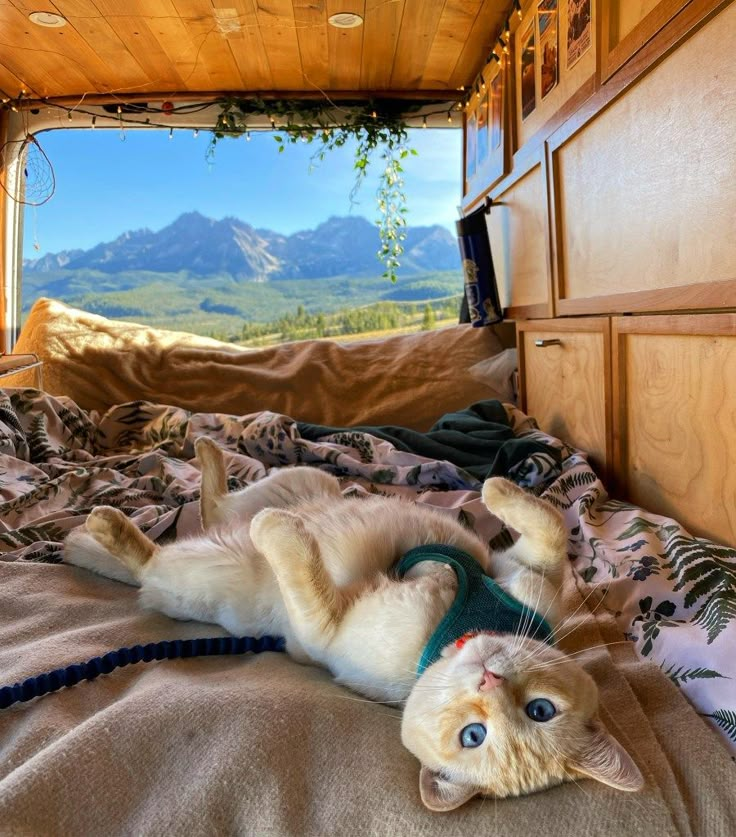 Van Life Aesthetic, Cozy Camping, Camping Van, Adventure Cat, Cat Essentials, Van Life Diy, Bus Life, Van Living, Travel Van