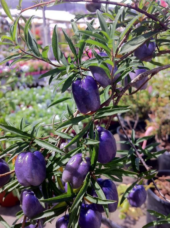 some purple fruit hanging from a tree in a garden