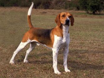 a brown and white dog standing on top of a grass covered field with trees in the background