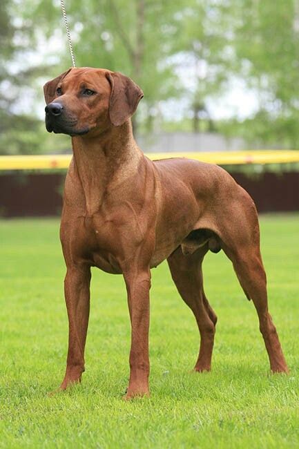 a large brown dog standing on top of a lush green field