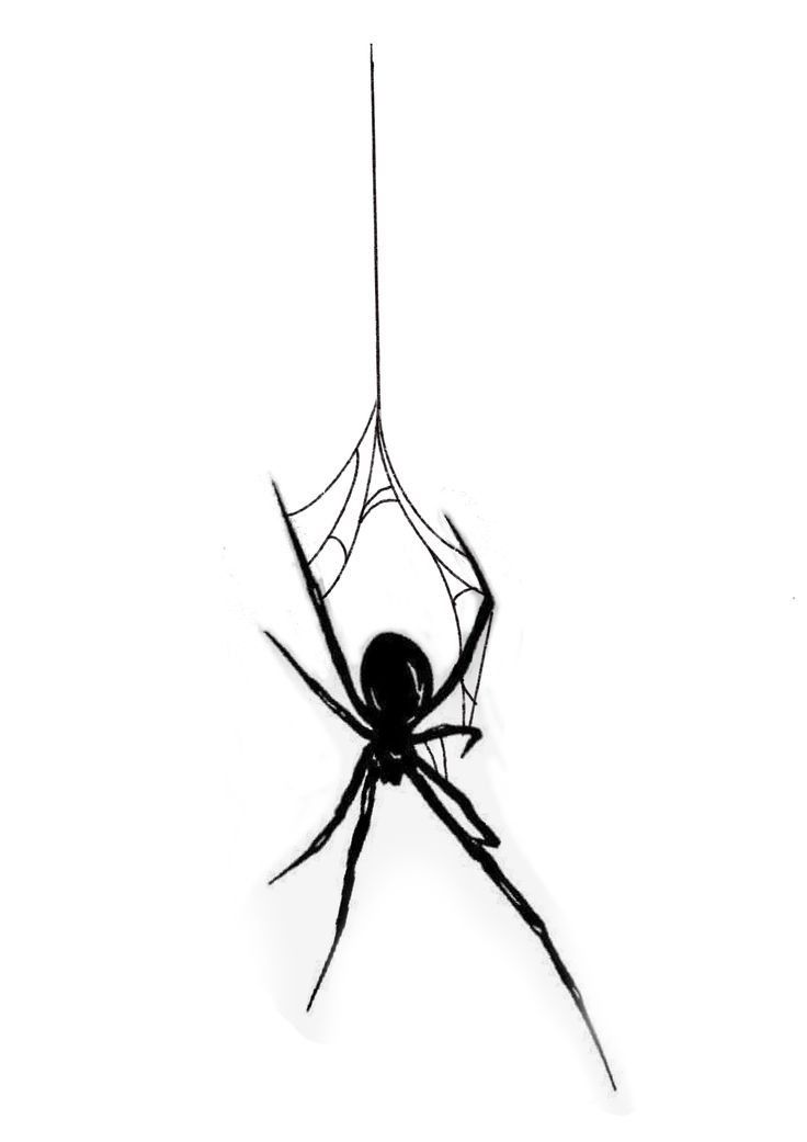 a black widow spider on its web in front of a white background