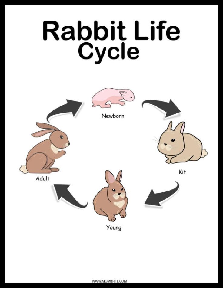 rabbit life cycle with rabbits and other animals in the center, labeled to describe what they are