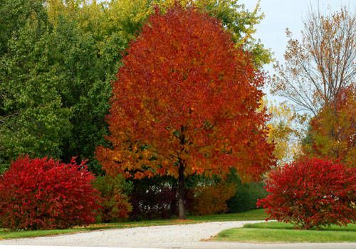 trees with red and yellow leaves in the fall