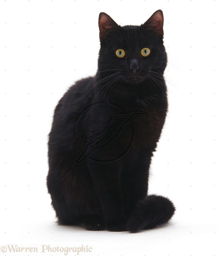 a black cat with yellow eyes sitting down