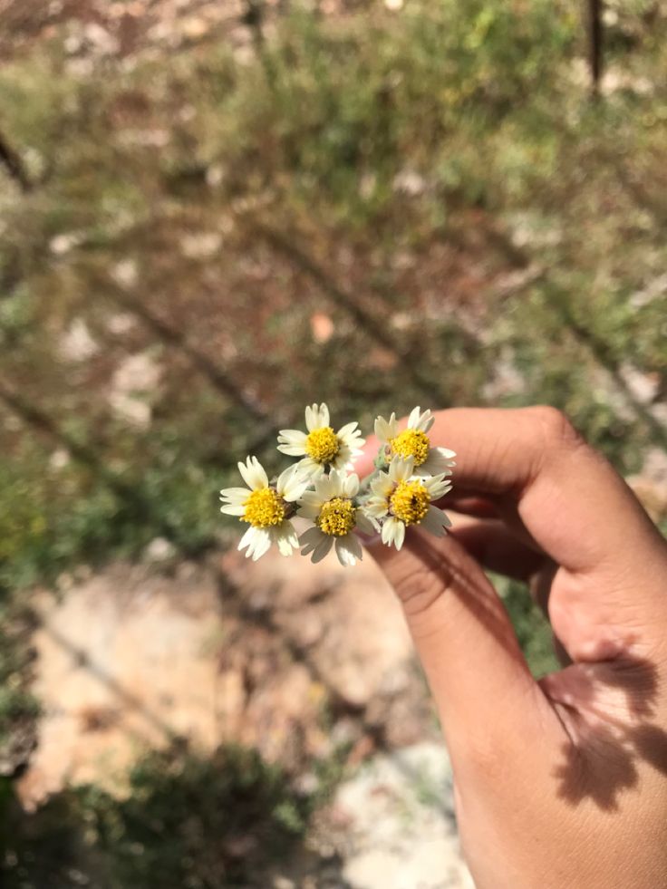 a hand holding a small white and yellow flower