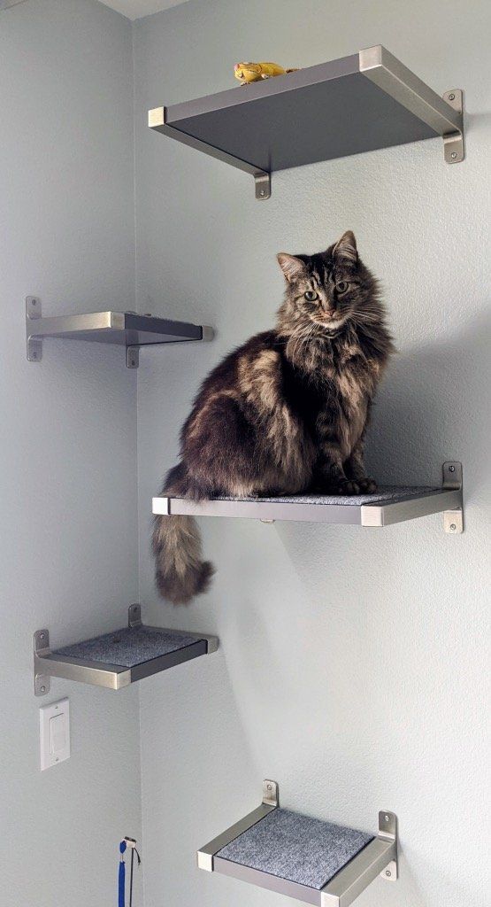 a fluffy cat sitting on top of two shelves