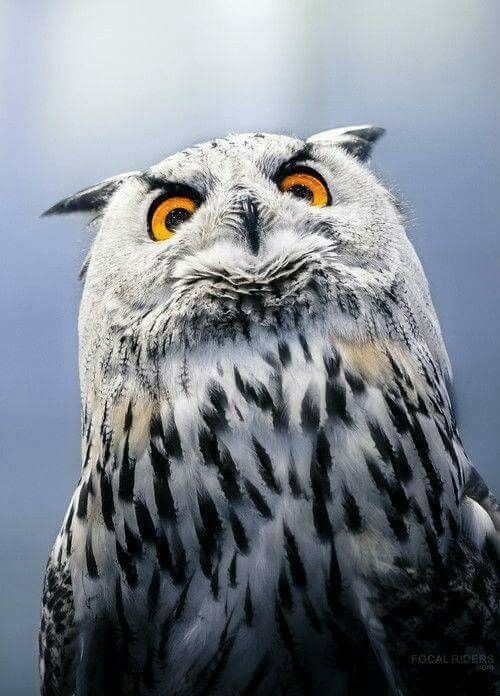 an owl with orange eyes is looking at the camera