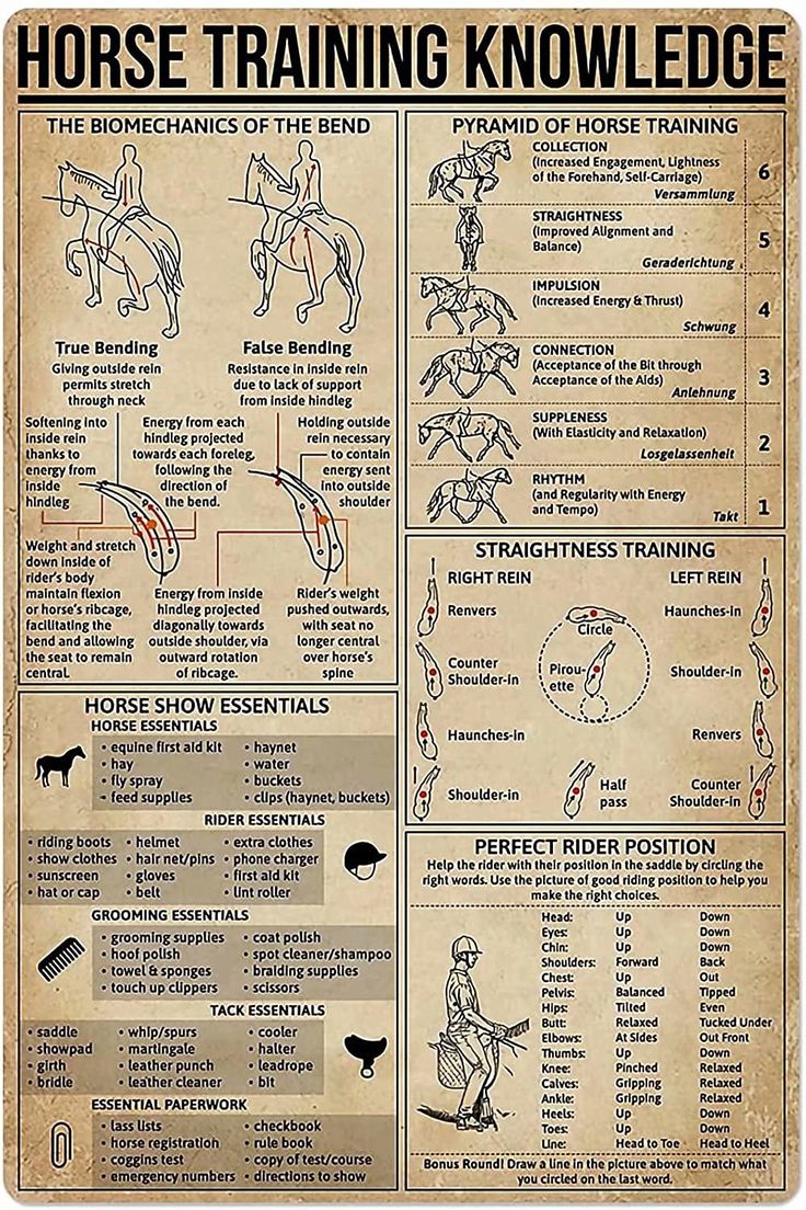 horse training poster with instructions on how to use it