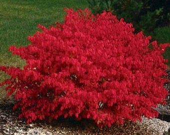 a small red tree in the middle of some gravel