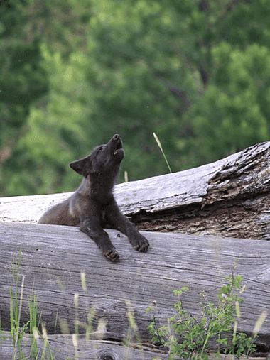 a black bear laying on top of a wooden log