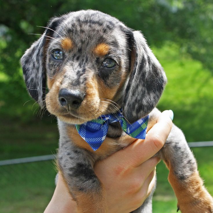 a person holding a small dog wearing a blue and white bow tie in their hand