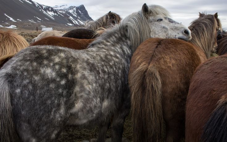 a herd of horses standing next to each other