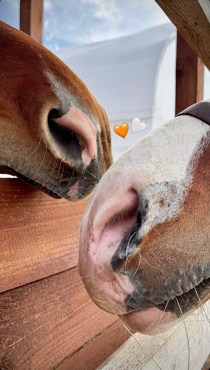 two horses sticking their heads over the top of a wooden fence with candy hearts on it's nose