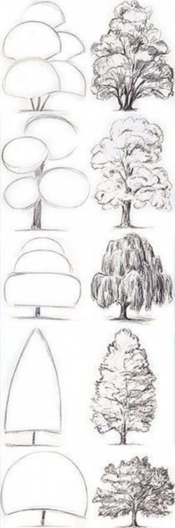 the different types of trees and their branches are shown in this drawing lesson, which shows how