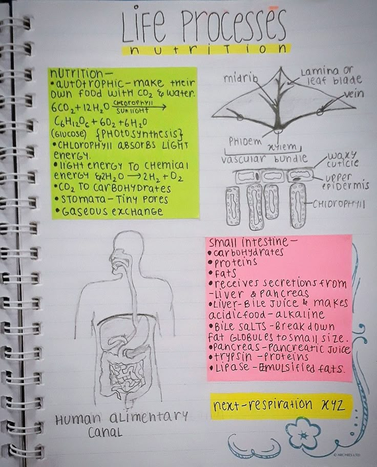 a notebook with notes about life processes on it