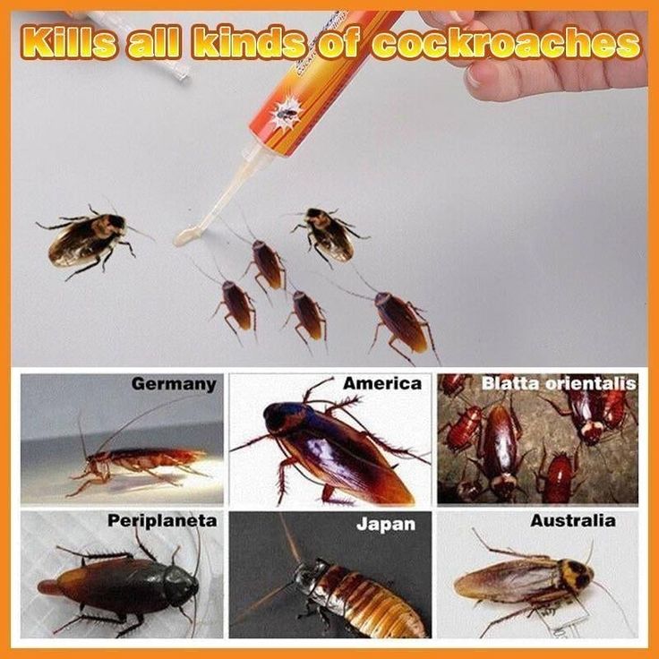 american roach life cycle