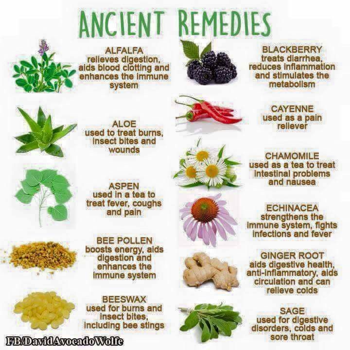 Self Heal Herb, Ancient Medicine, Ancient Remedies, Cooking With Turmeric, Treat Burns, Plant Names, Magia Das Ervas, Natural Healing Remedies, Diy Remedies