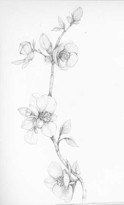 a pencil drawing of a flower on a white background