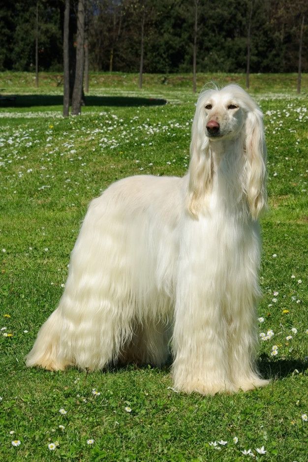 a long haired white dog sitting in the grass with trees in the backgroud