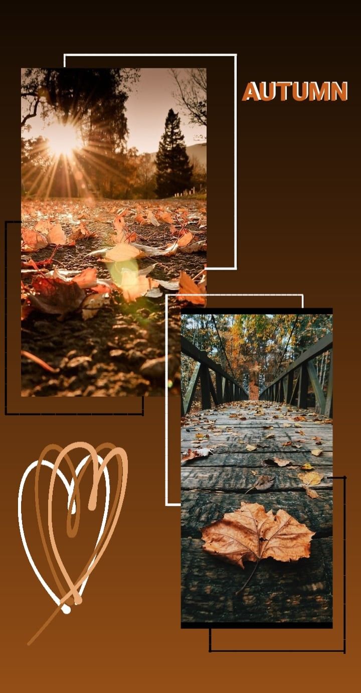 an autumn photo collage with leaves on the ground and sun shining in the background