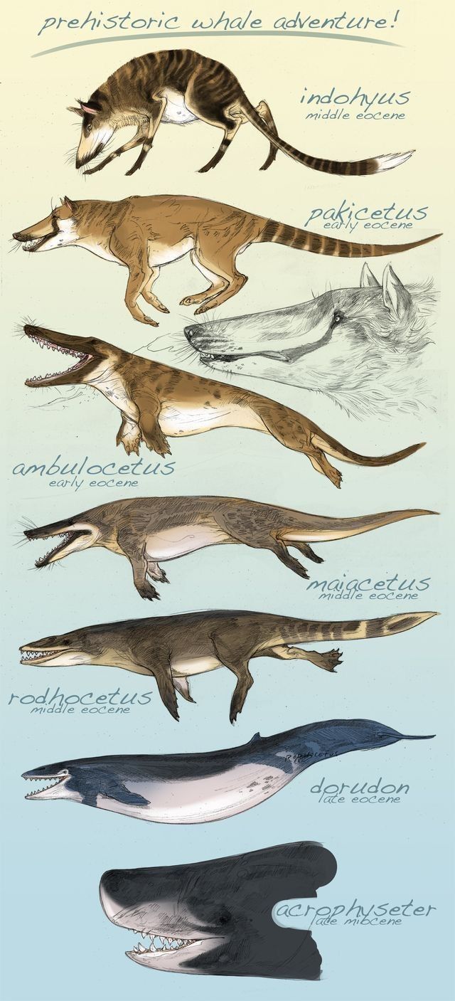 an image of some animals that are in the water