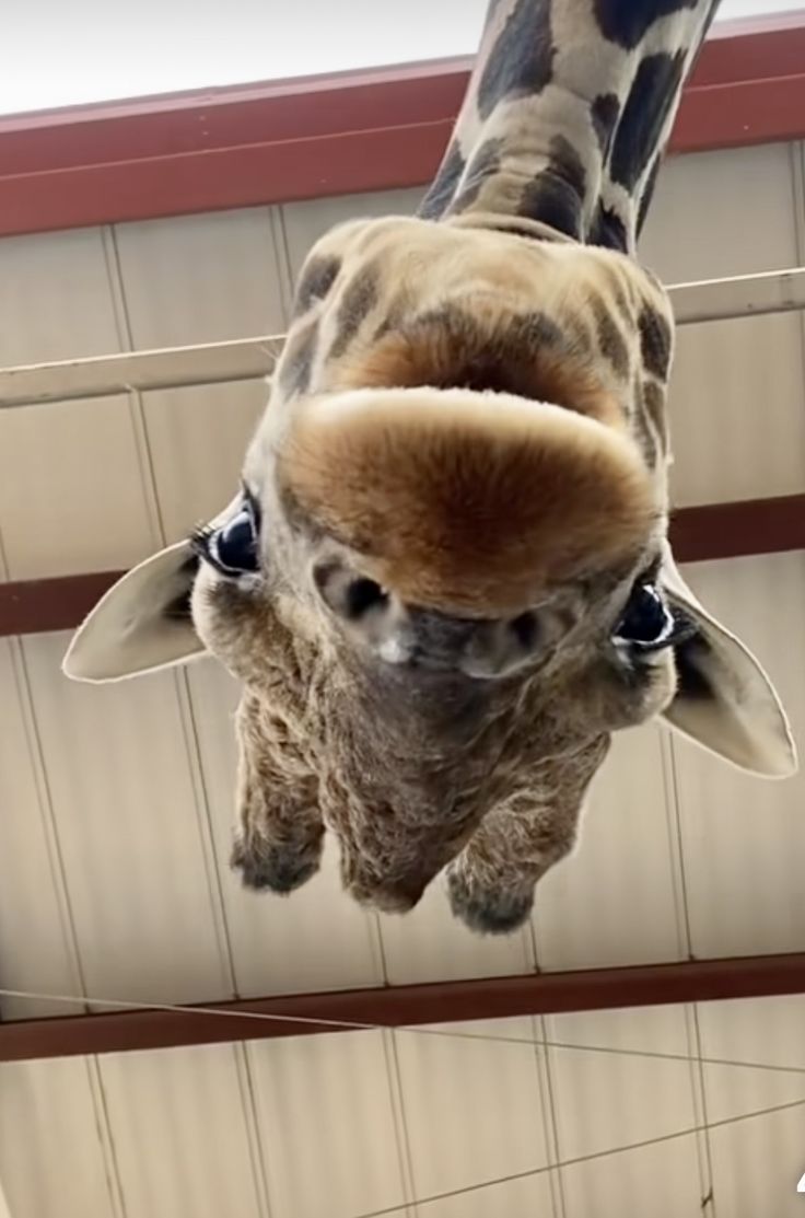 a giraffe is hanging upside down from the ceiling