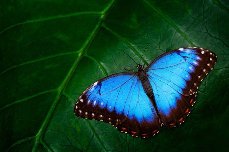 a blue butterfly sitting on a green leaf