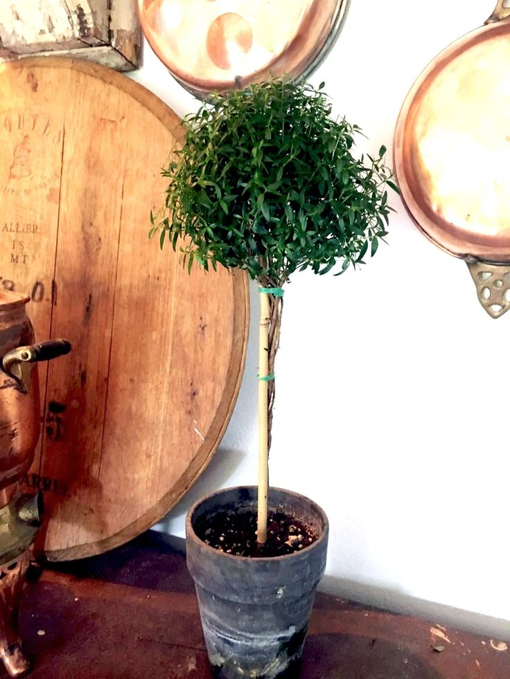 a potted plant sitting on top of a wooden table next to two wine barrels