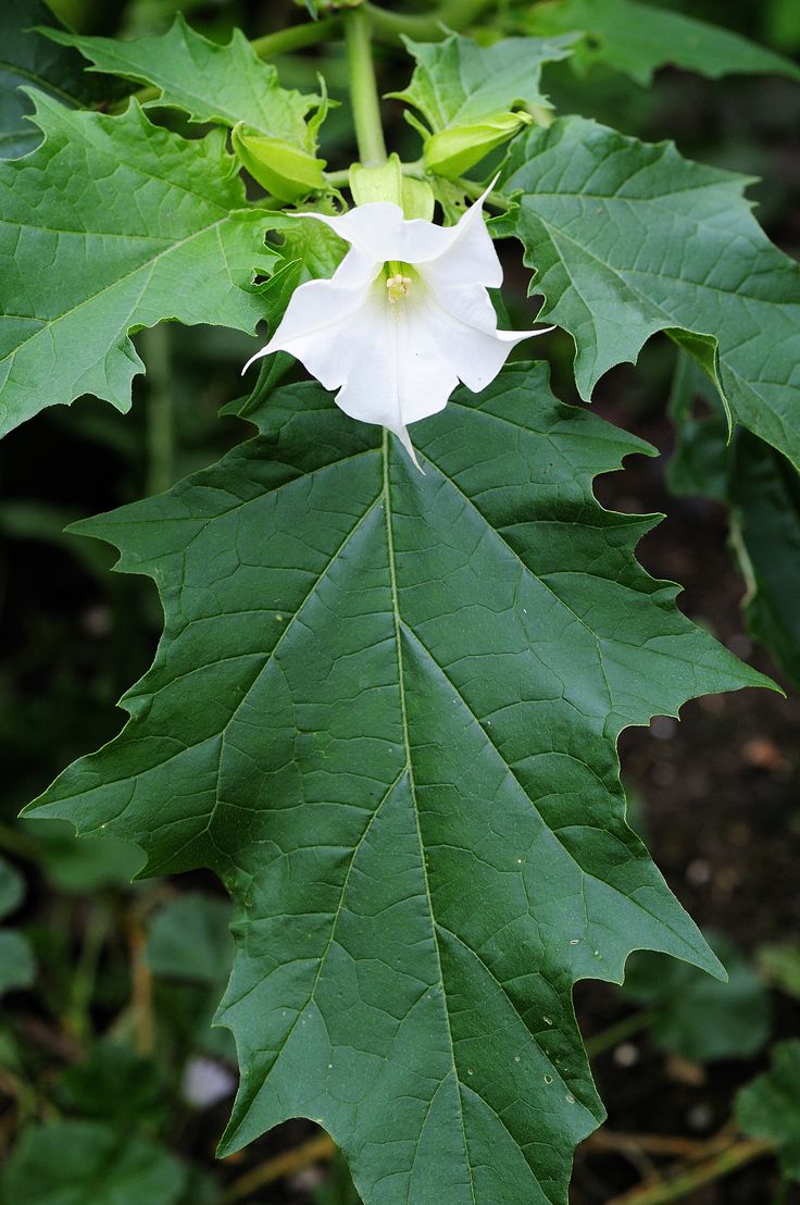 a white flower with green leaves in the background