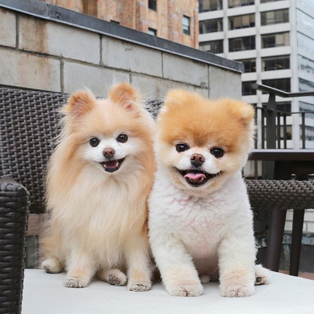 two small dogs sitting on top of a table next to each other in front of a building