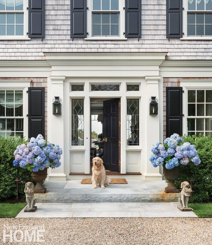 a dog sitting in front of a house with blue hydrangeas on the porch