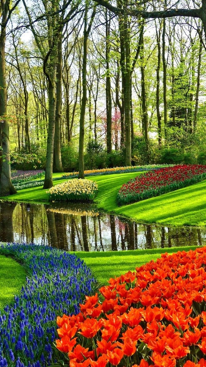 colorful flowers are in the middle of a garden with water and trees around it,