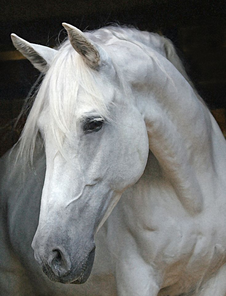 a white horse is standing in the barn