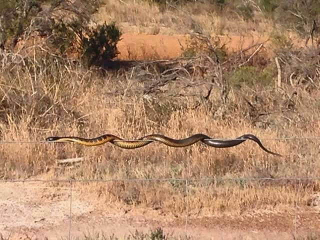 a large snake is on the ground behind a wire fence in front of some dry grass and trees