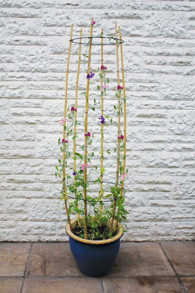 a potted plant with purple flowers and green leaves in front of a white brick wall