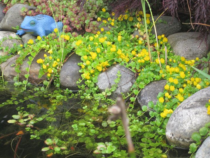 some plants and rocks by the water with yellow flowers growing out of them on either side