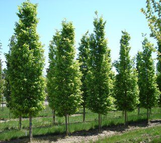 a row of trees in the middle of a field