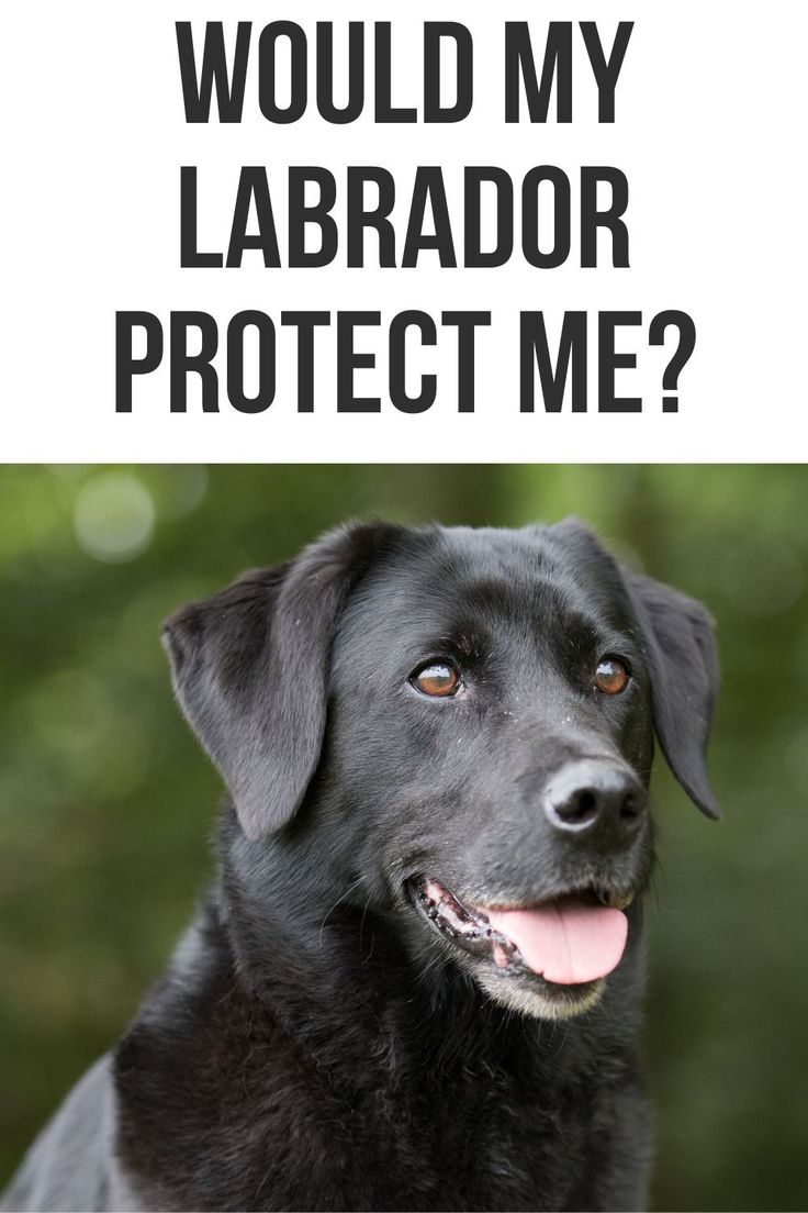 a black dog with the caption would my labrador protect me?