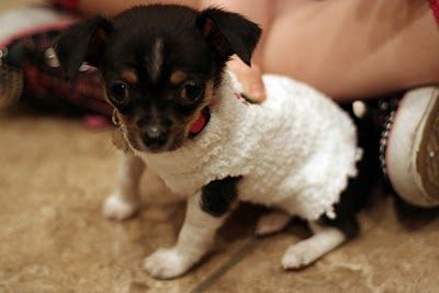 a small black and white dog standing next to a person wearing a sweater on the floor