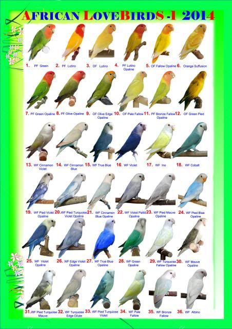 an african lovebird poster with many different birds on it's perches and numbers