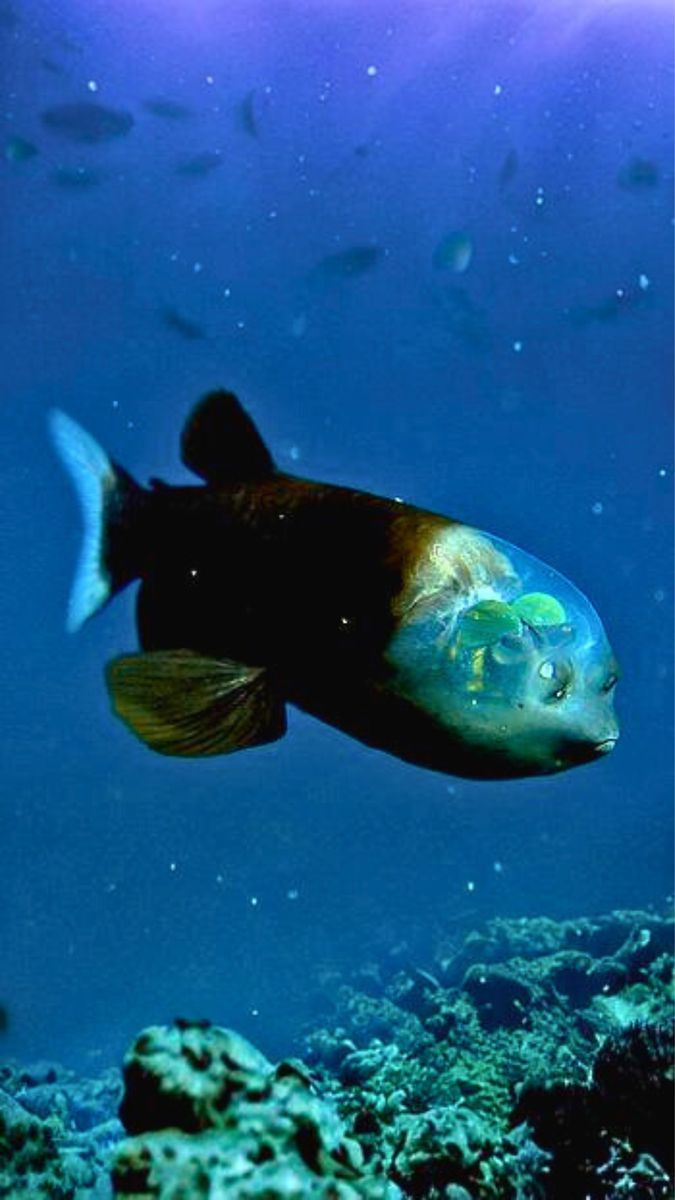 a fish that is swimming in the water near some rocks and corals with blue sky behind it